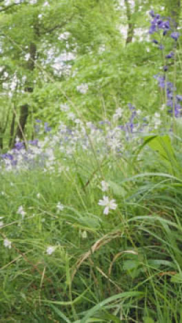 Vertikales-Video-Waldland-Mit-Glockenblumen,-Die-In-Der-Britischen-Landschaft-Wachsen